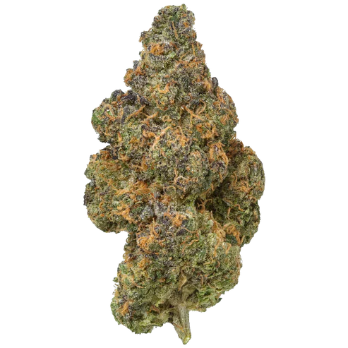 Black Maple - 7 Gram Jar